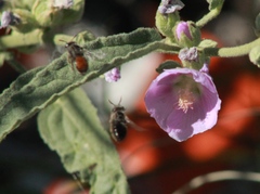 Calliopsis subalpina