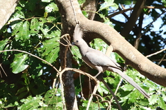 Corythaixoides concolor