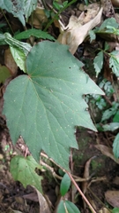 Begonia palmata