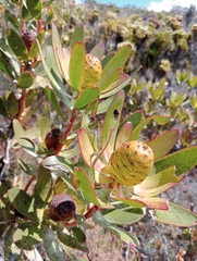 Leucadendron gandogeri
