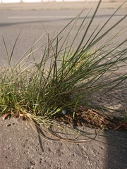 Juncus compressus