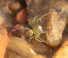 Oxyopes