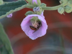 Calliopsis subalpina