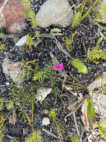 Image of Indigofera capillaris by (c) Charleen Brunke, some rights reserved (CC BY)