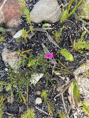 Indigofera capillaris