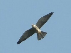 Falco amurensis