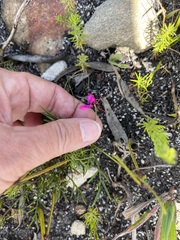 Indigofera capillaris
