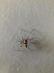 Eratigena atrica