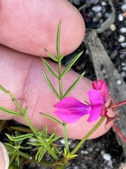 Indigofera capillaris