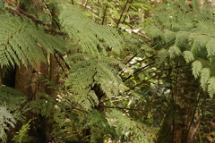 Cyathea capensis
