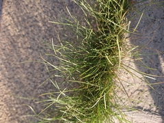Juncus compressus