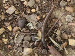 Ommatoiulus moreleti