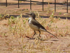 Motacilla capensis capensis