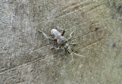 Rhagium mordax