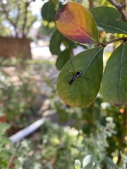 Taeniaptera trivittata