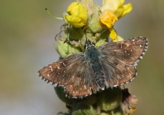 Pyrgus cacaliae