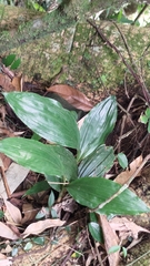 Acanthophippium sylhetense