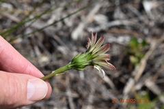 Gerbera crocea