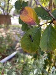 Taeniaptera trivittata