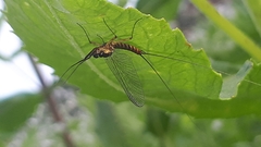 Leptophlebia