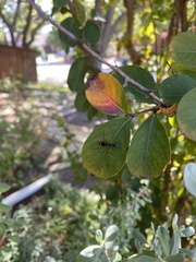 Taeniaptera trivittata