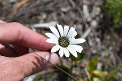 Gerbera crocea