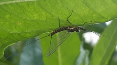 Leptophlebia