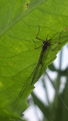 Leptophlebia