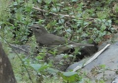 Phylloscopus