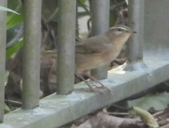 Phylloscopus