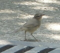 Phylloscopus