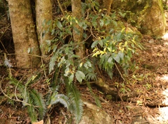 Pterocelastrus rostratus