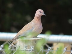 Streptopelia senegalensis senegalensis