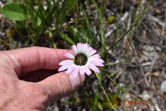 Gerbera crocea