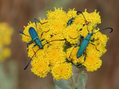 Hypocrites scabriusculus