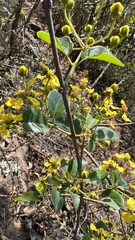 Heteropterys dumetorum