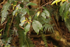 Pterocelastrus rostratus