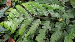 Diplazium dilatatum