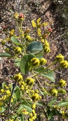 Heteropterys dumetorum