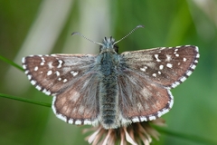 Pyrgus carlinae