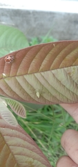 Oxyopes