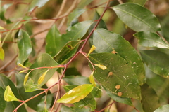 Pterocelastrus rostratus