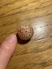 Atrusca quercuscentricola