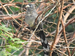 Phaenicophaeus viridirostris