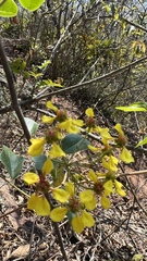 Heteropterys dumetorum