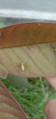 Oxyopes