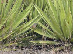Agave kerchovei