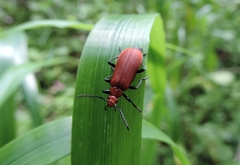 Pyrochroa serraticornis