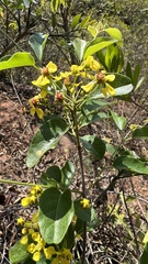 Heteropterys dumetorum