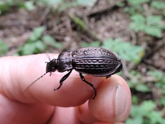 Carabus ulrichii